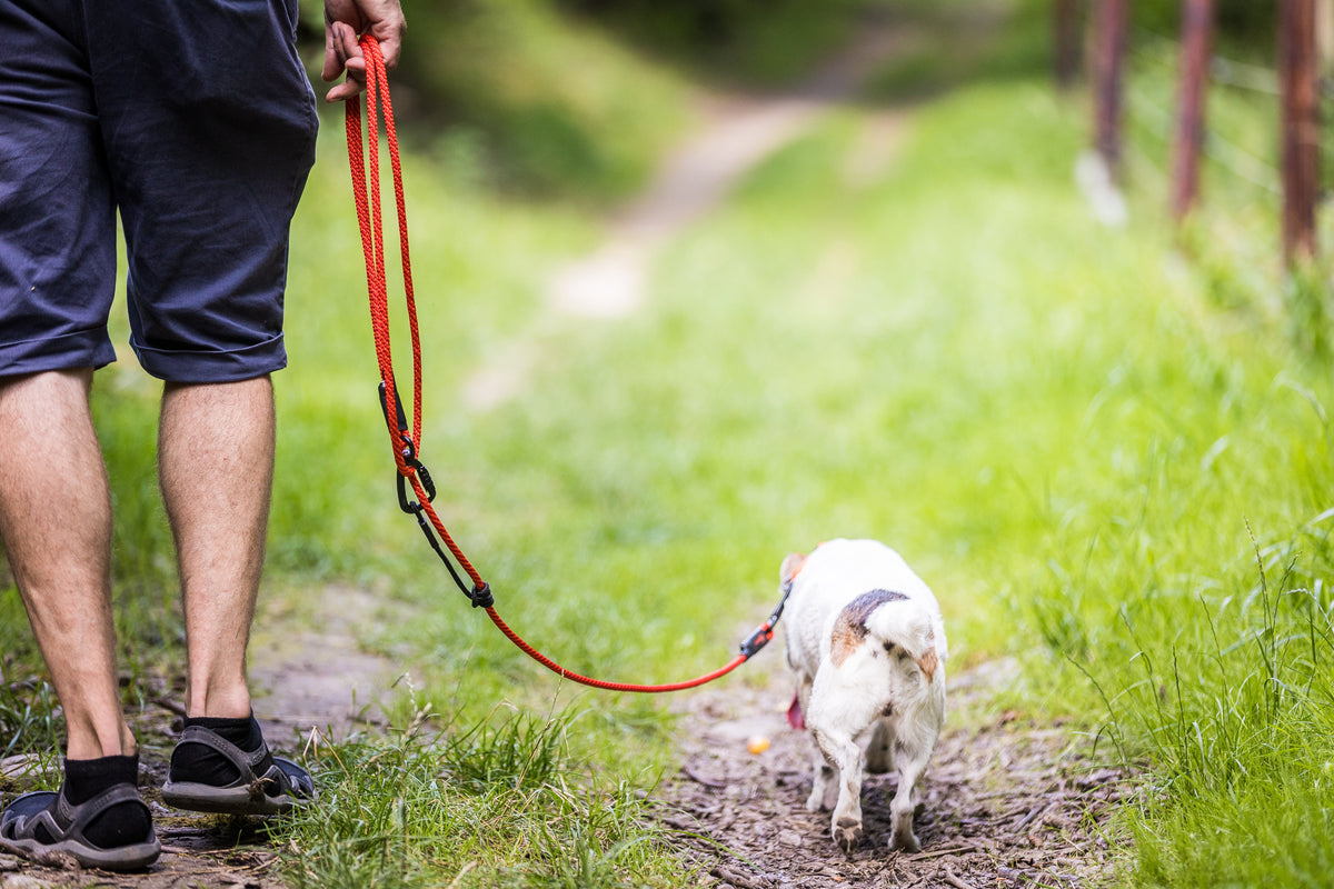 Wie lange sollte man mit einem Hund spazieren gehen?