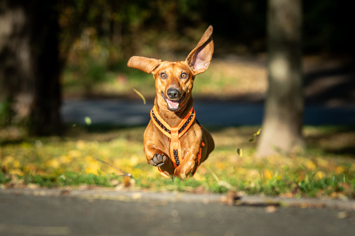 Halsband oder Geschirr: Was ist besser für deinen Hund?