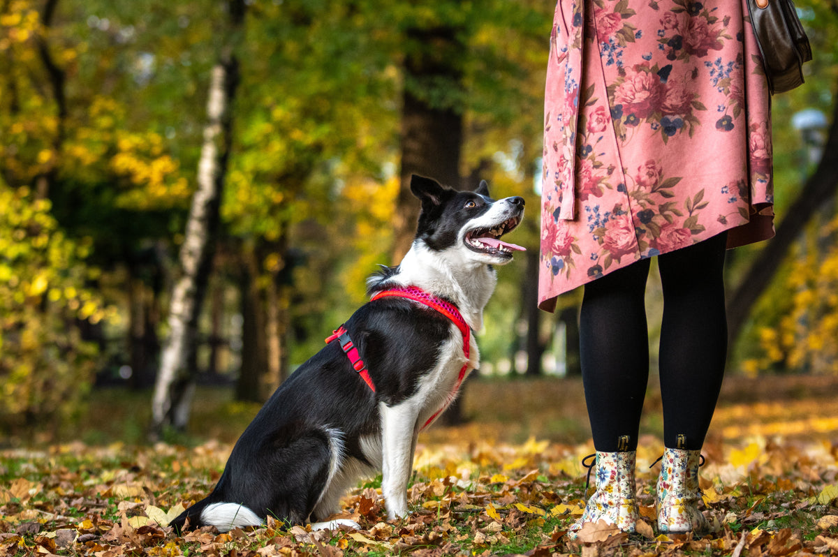 Rückruf beim Hund trainieren: So kommt dein Hund zuverlässig zurück