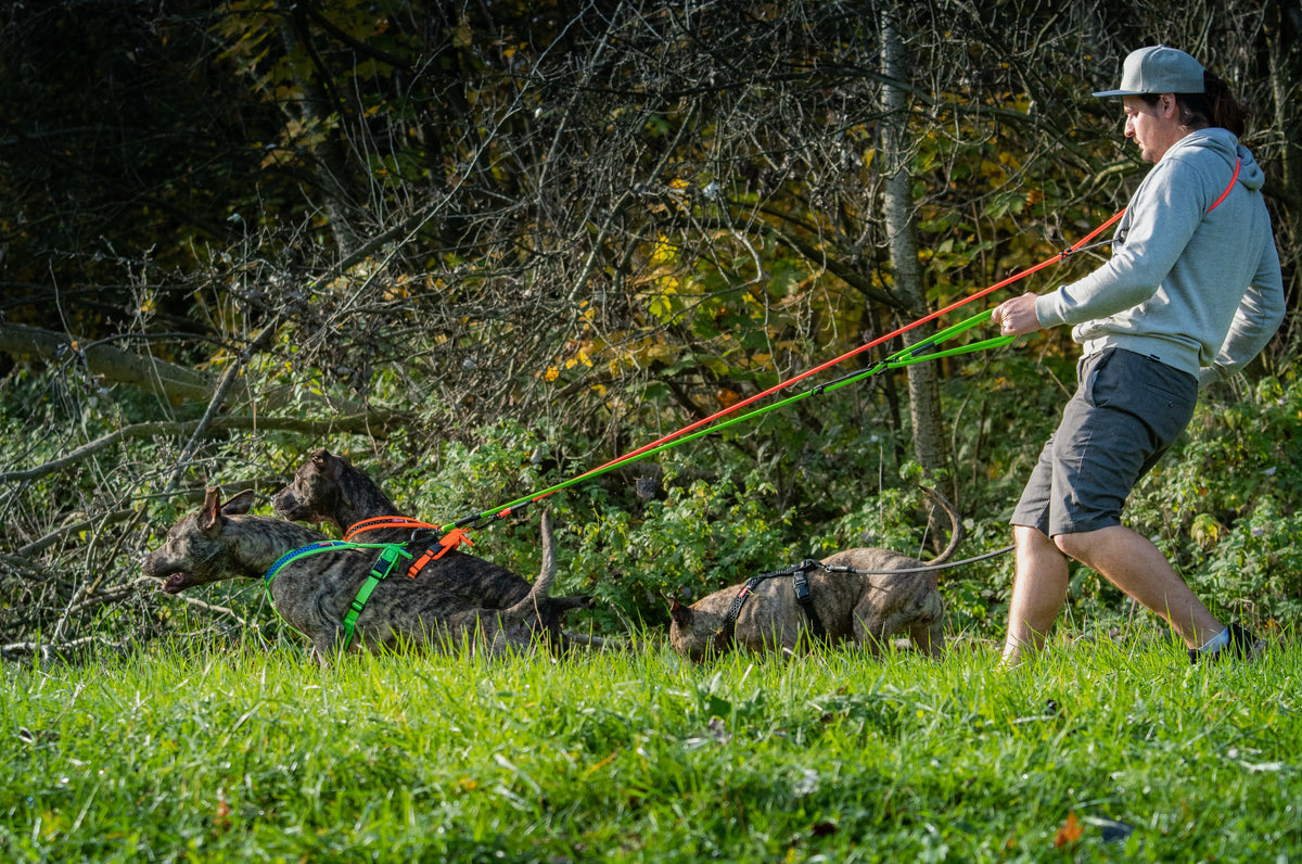 Warum zieht mein Hund an der Leine? Ursachen & Tipps