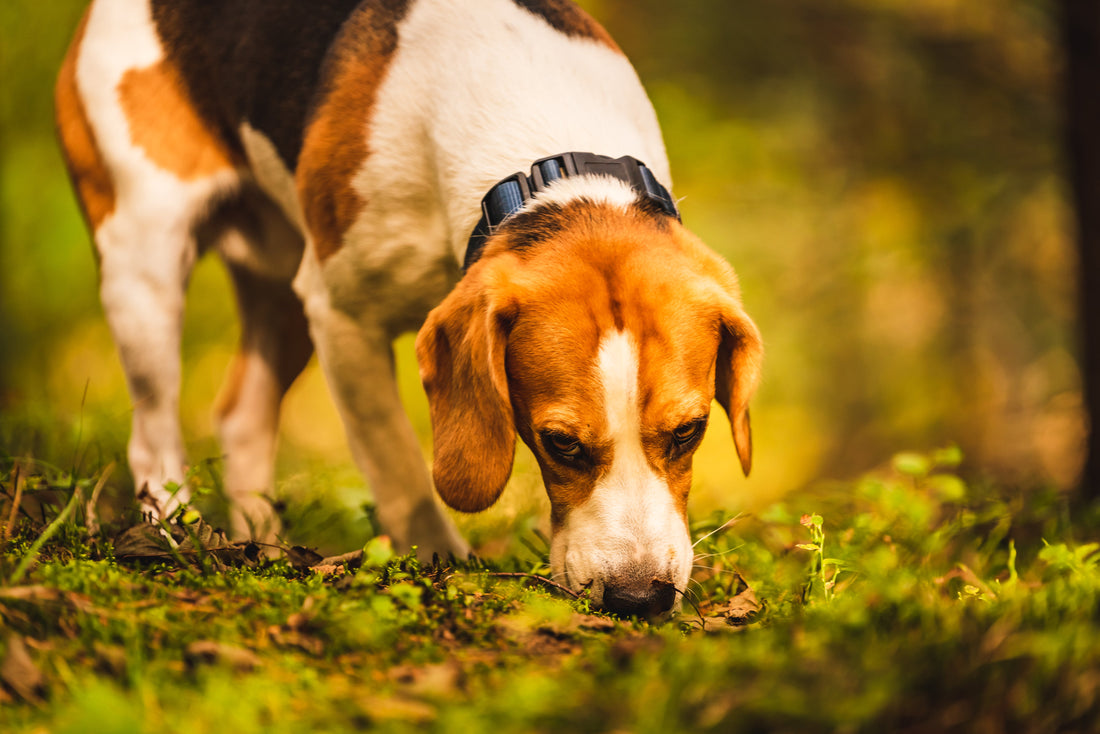Warum Schnüffeln für deinen Hund so wichtig ist