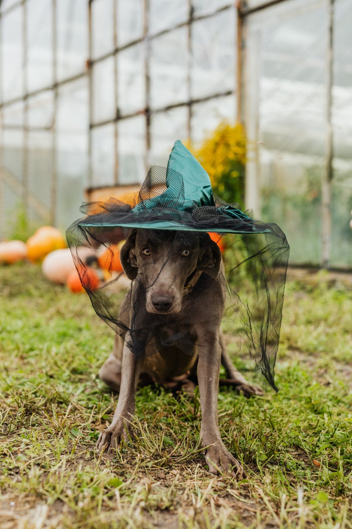 5 gruselig gute Halloween-Spiele für deinen Hund
