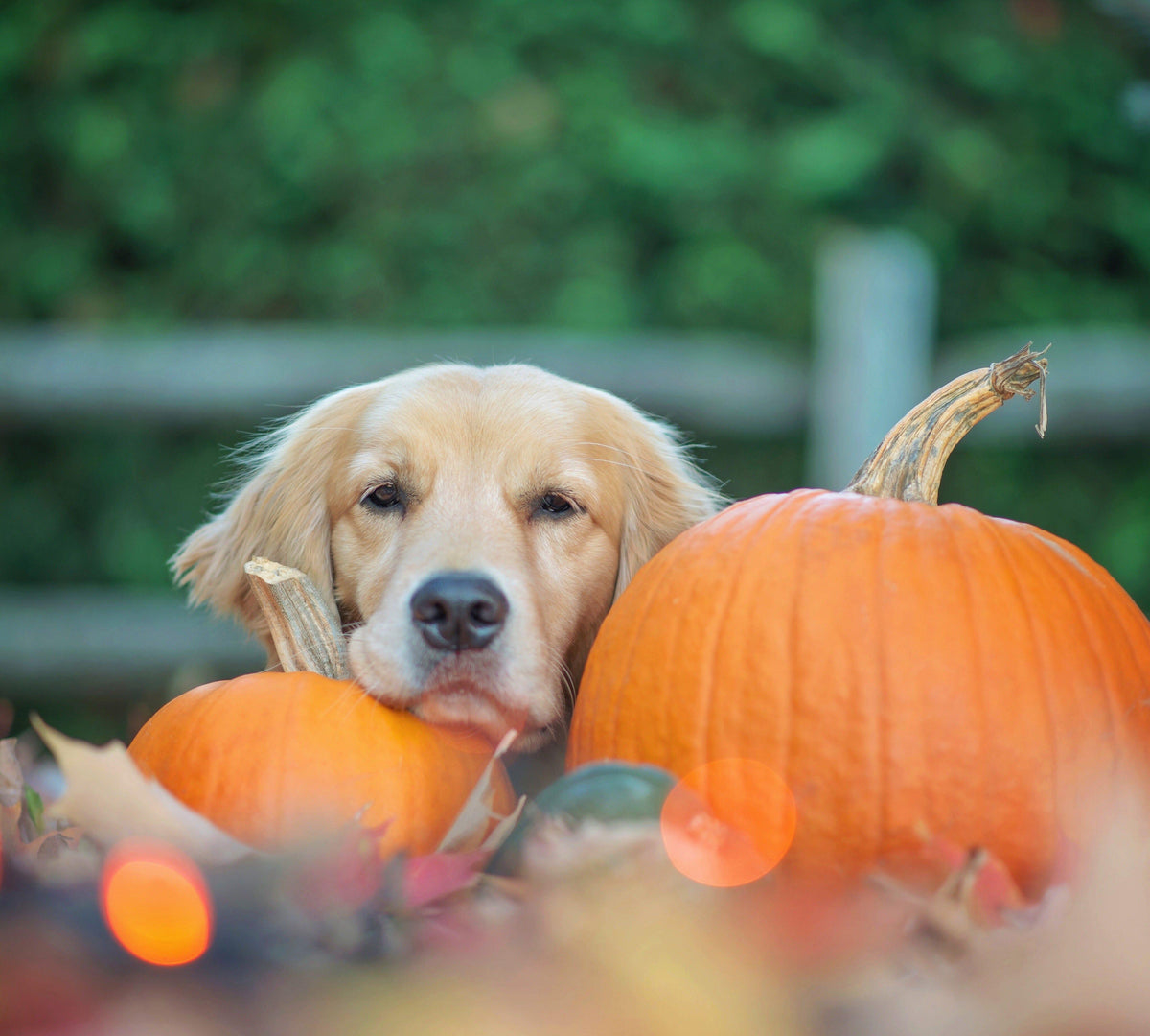 Dürfen Hunde Kürbis essen? Was du wissen solltest