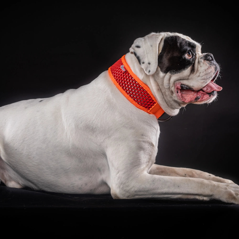 SOFTY Halsband